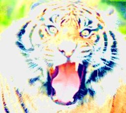 tiger a spectral mirage color 230
