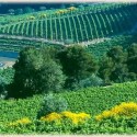 Domaine Brusset's vineyards in Gigondas.