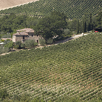 Brancaia's vineyards in the Chianti Classico region of Tuscany. (Branchaia Estate Winery)